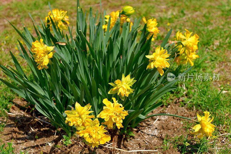 水仙花/水仙花